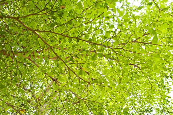 stock image Green leaf texture.