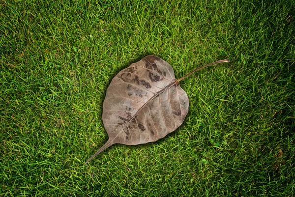 芝生のフィールドに乾燥葉. — ストック写真