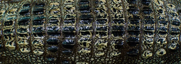 Sötvatten krokodil ben hud textur bakgrund. — Stockfoto