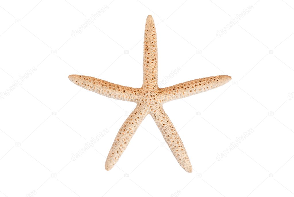 Star fish isolated.