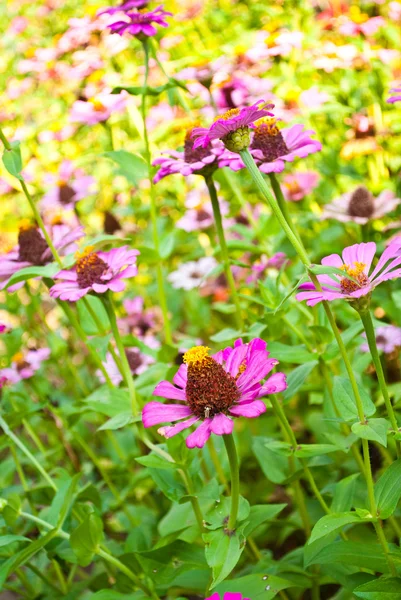 Kleurrijke bloem in de natuur. — Stockfoto