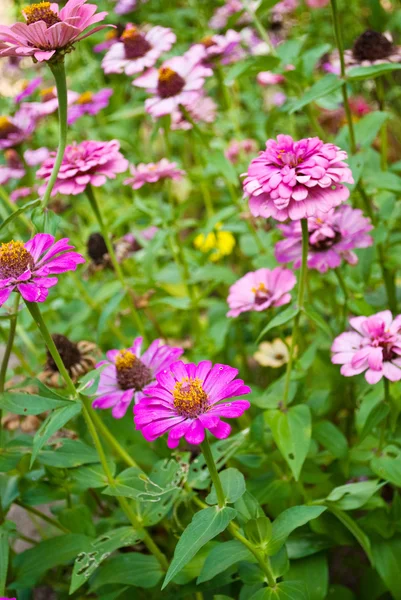 Flor colorida en la naturaleza . — Foto de Stock