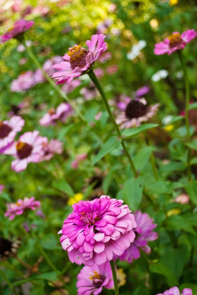 Színes virág a természetben. — Stock Fotó