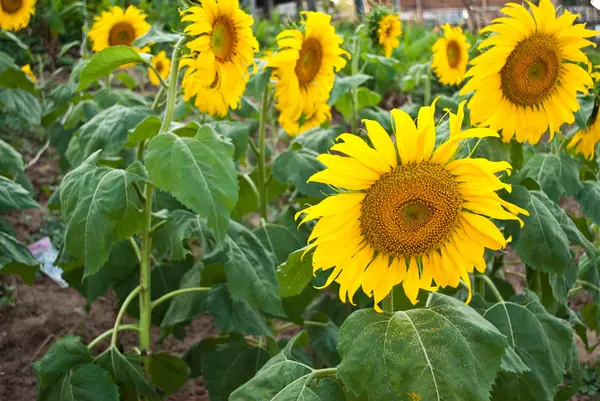 stock image Sun flower in the park.