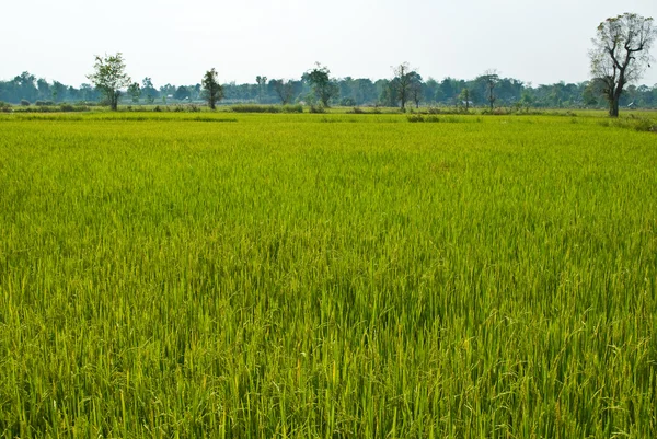 Paddy field texture background. — Stock Photo, Image