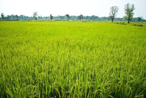 stock image Paddy field texture background.