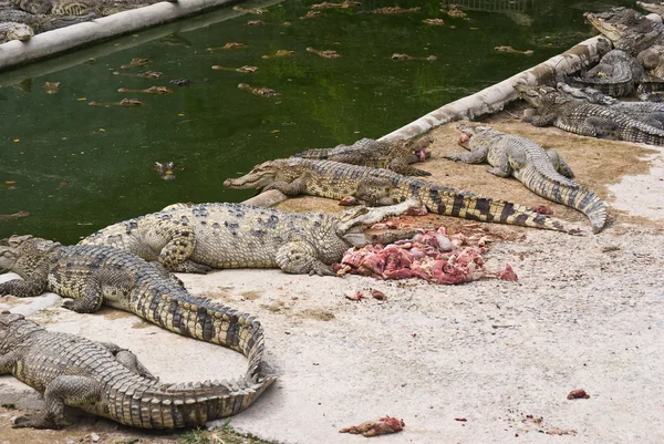 Süßwasserkrokodil in der Rasse. — Stockfoto