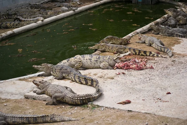 Пресноводный крокодил в породе . — стоковое фото