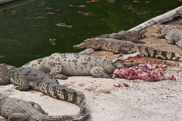 Sladkovodní krokodýl v chovu. — Stock fotografie