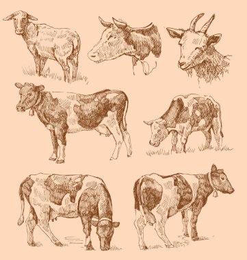 Cows hand draw sketch clipart