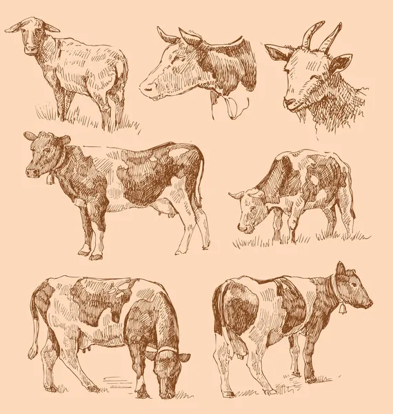 Kühe zeichnen Skizze — Stockvektor