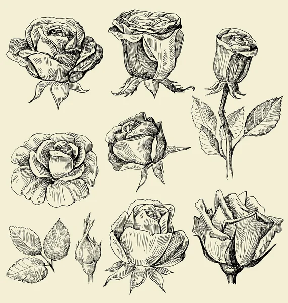Roses doodles set — Stock Vector