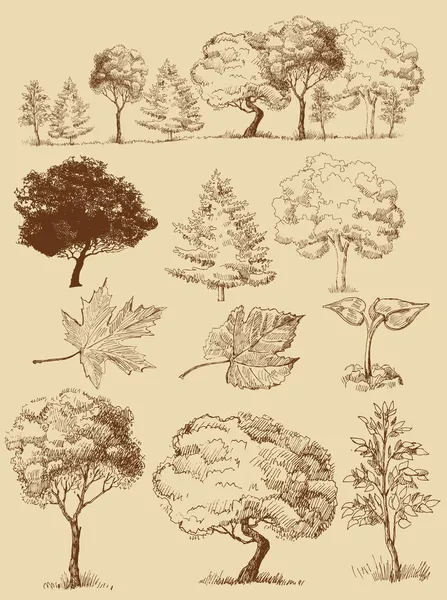 Vektorbäume — Stockvektor