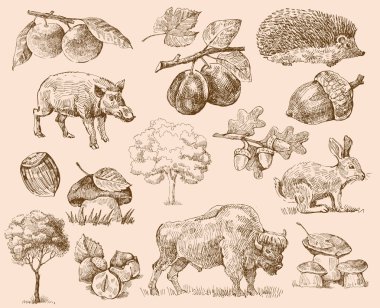 Set of forest clipart