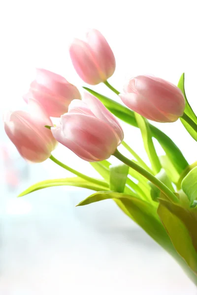 Tulipanes rosados —  Fotos de Stock