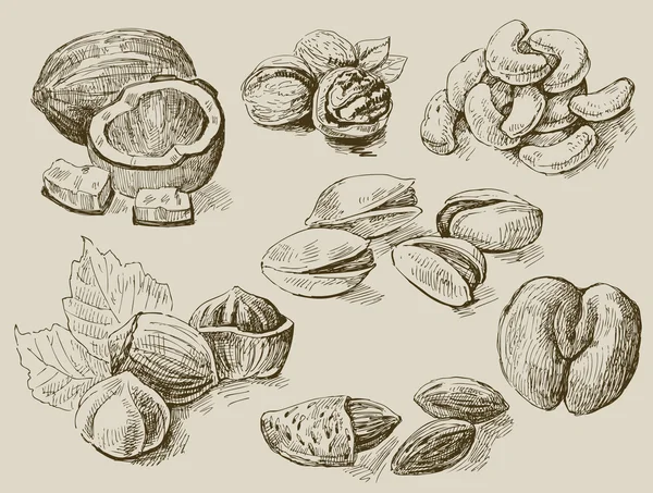 Набор орехов — стоковый вектор
