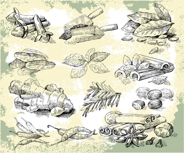 Herbes épices — Image vectorielle
