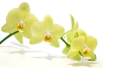 Yeşil orkide