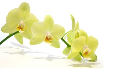 Green Orchid clipart