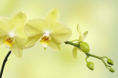 Yeşil Yeşil orkide arka plan bulanıklık