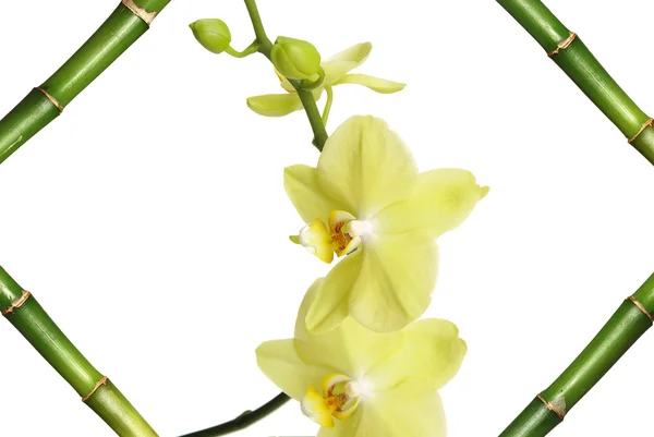 Orquídea en marco de bambú — Foto de Stock