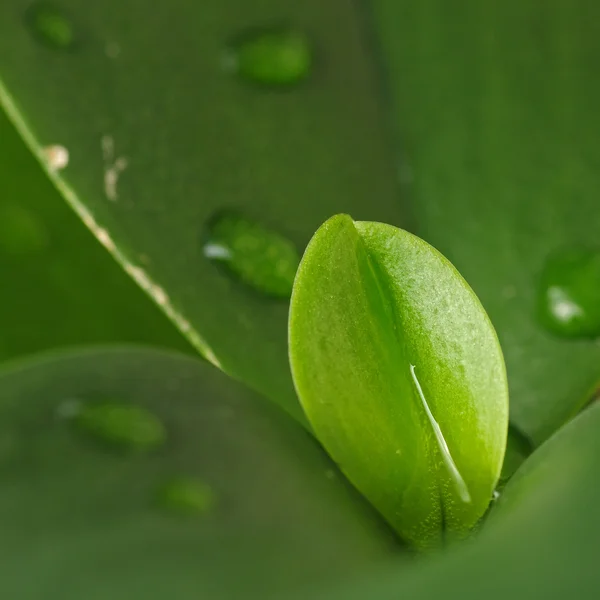 Macro green leaf and water drop — Stock Photo, Image