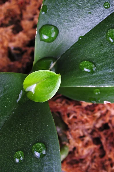Macro plant and water drop — Stock Photo, Image