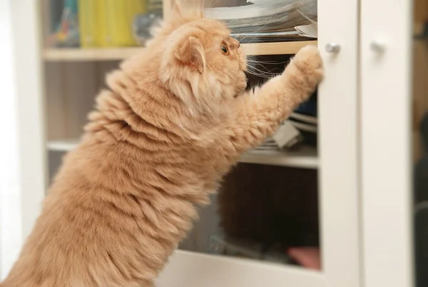 Cat finding her toy — Stock Photo, Image