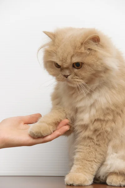 stock image Cat shake hand with