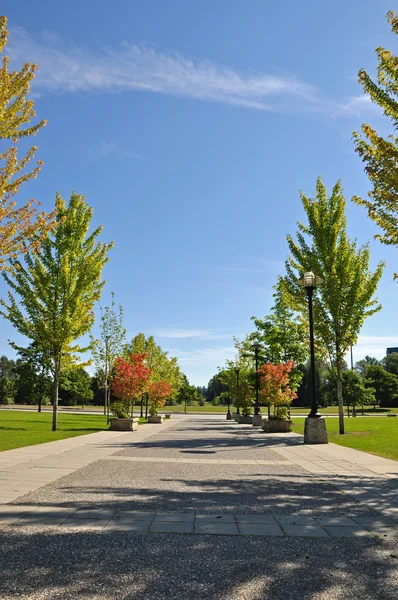 Beautiful autumn trees in city park — Stock Photo, Image