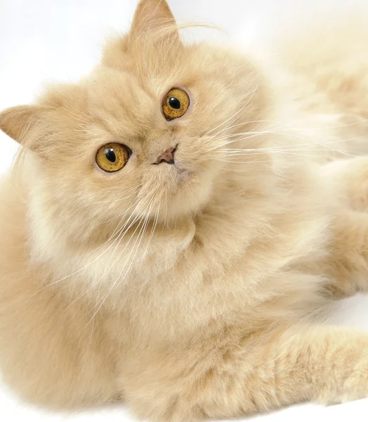 Perzsa macska portré — Stock Fotó