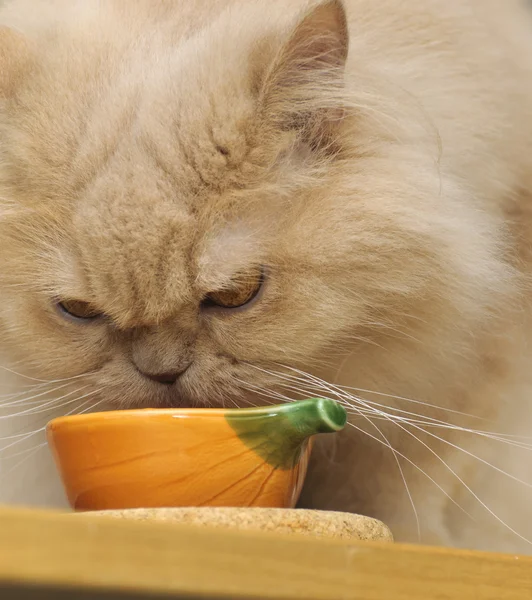 Persian cat drinking water