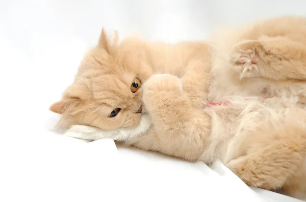 Giocare gatto persiano — Foto Stock