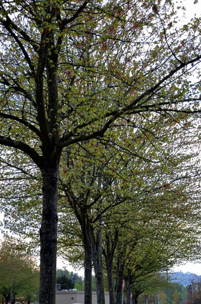 Straße zwischen Bäumen — Stockfoto