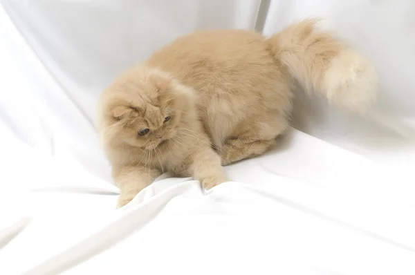 Играя в персидскую кошку — стоковое фото