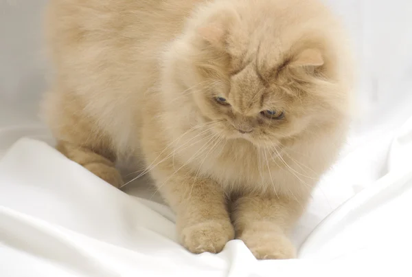 Гра персидський кіт — стокове фото