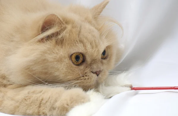 ペルシャ猫を再生 — ストック写真
