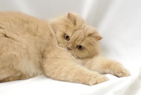 ペルシャ猫を再生 — ストック写真