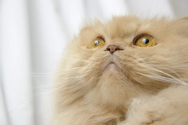 Perzisch kattenportret — Stockfoto