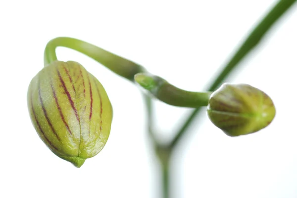 Orkide çiçek kafa — Stok fotoğraf