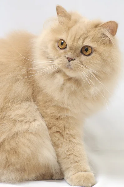 Ritratto di gatto persiano — Foto Stock