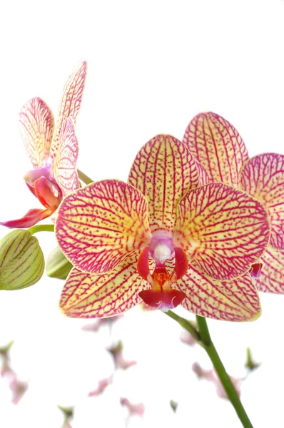Orquídea sobre fondo blanco — Foto de Stock
