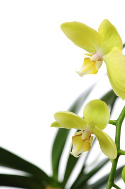 beyaz zemin üzerine Yeşil orkide