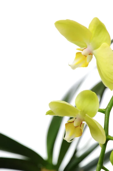 Зеленая орхидея на белом фоне — стоковое фото
