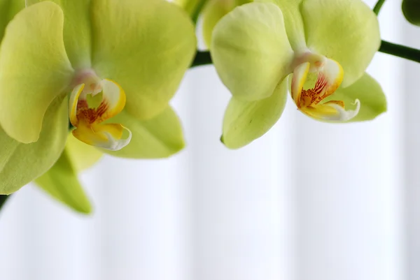 Макро-зелёная орхидея — стоковое фото