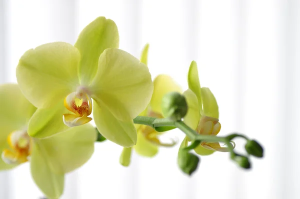 Green orchid — Stock Photo, Image