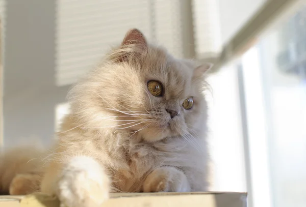 Gatto persiano che guarda fuori dalla finestra — Foto Stock