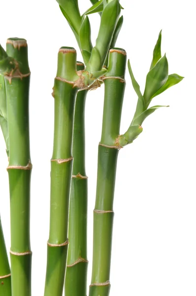 Natur bambu bakgrund — Stockfoto