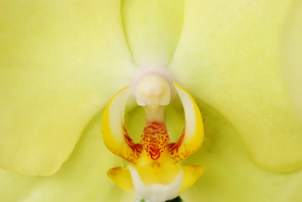 Cabeça de orquídea verde macro — Fotografia de Stock