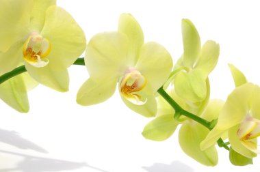 Green orchid clipart